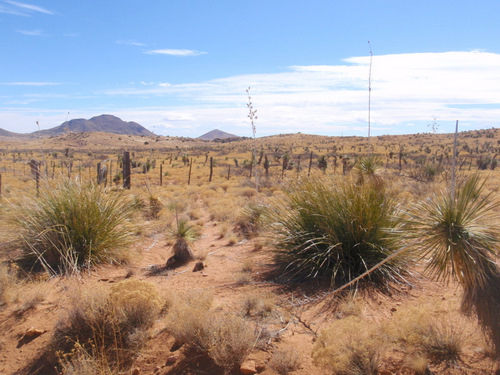 We're seeing more vegetation and more plant variety.